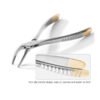 Tooth Extraction Forcep