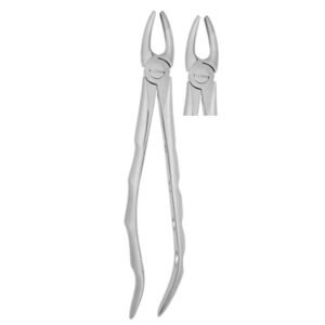 Upper incisors & Canines